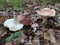 Russula vesca-amf1751